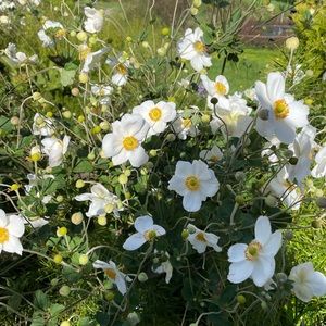 Meet your Posher, Trisha